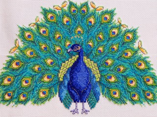 Gail's Peacock 2Med