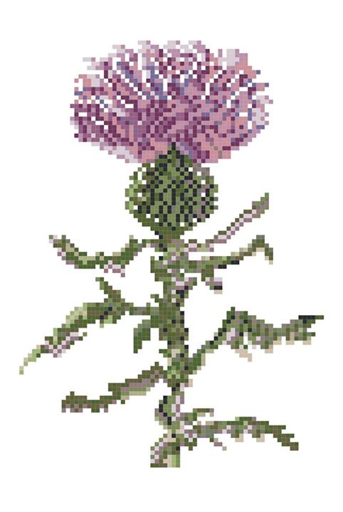 Thistle